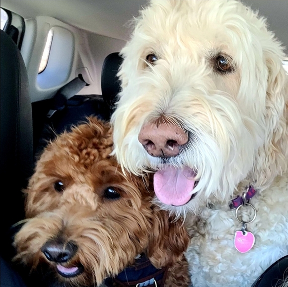 Like this listing to be notified when I go LIVE - Picture 9 of 11